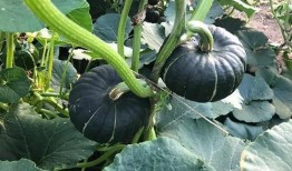 吃瓜最新 网红排行榜,吃瓜群众眼中的流量担当